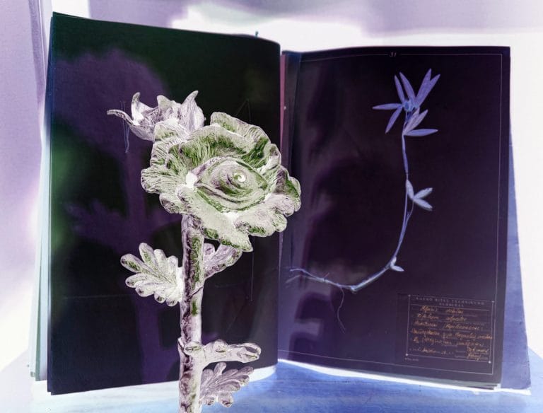 PARODOS ATIDARYMAS„Herbarium Oculorum“  | 18:00